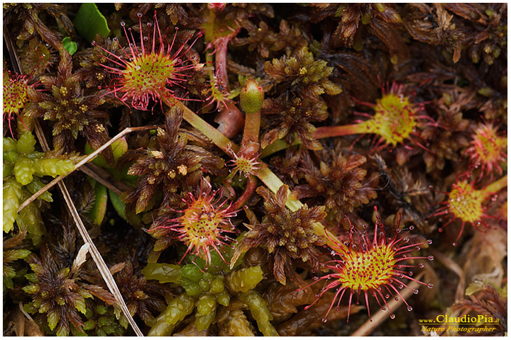 drosera rotundifolia, pianta insettivora, rosolida, pianta carnivora,  pinguicola drosera val d'aveto